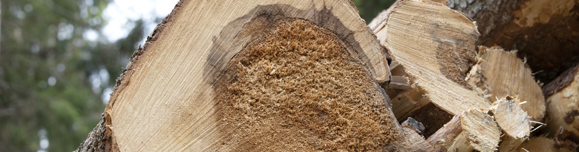 Timmerstockar varav en har rotröta.